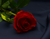 自分の美学とは？自分軸だけでは自分らしく生きられない理由